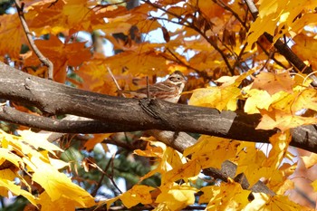 カシラダカ 豊平公園(札幌市) 2020年10月30日(金)