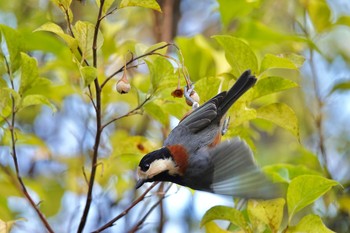 Varied Tit 豊平公園(札幌市) Fri, 10/30/2020