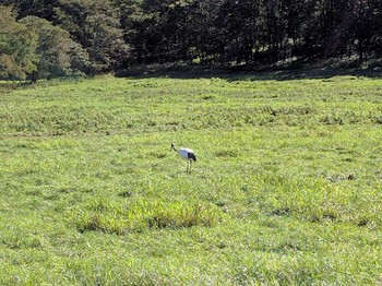 タンチョウ 場所が不明 2016年9月10日(土)