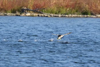 カンムリカイツブリ 多摩川二ヶ領宿河原堰 2020年11月21日(土)