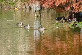 カルガモ 都立浮間公園 2020年11月14日(土)