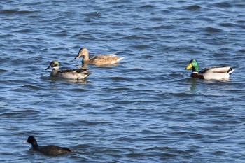 Sat, 11/21/2020 Birding report at 多摩川二ヶ領宿河原堰