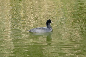 オオバン 都立浮間公園 2020年11月14日(土)