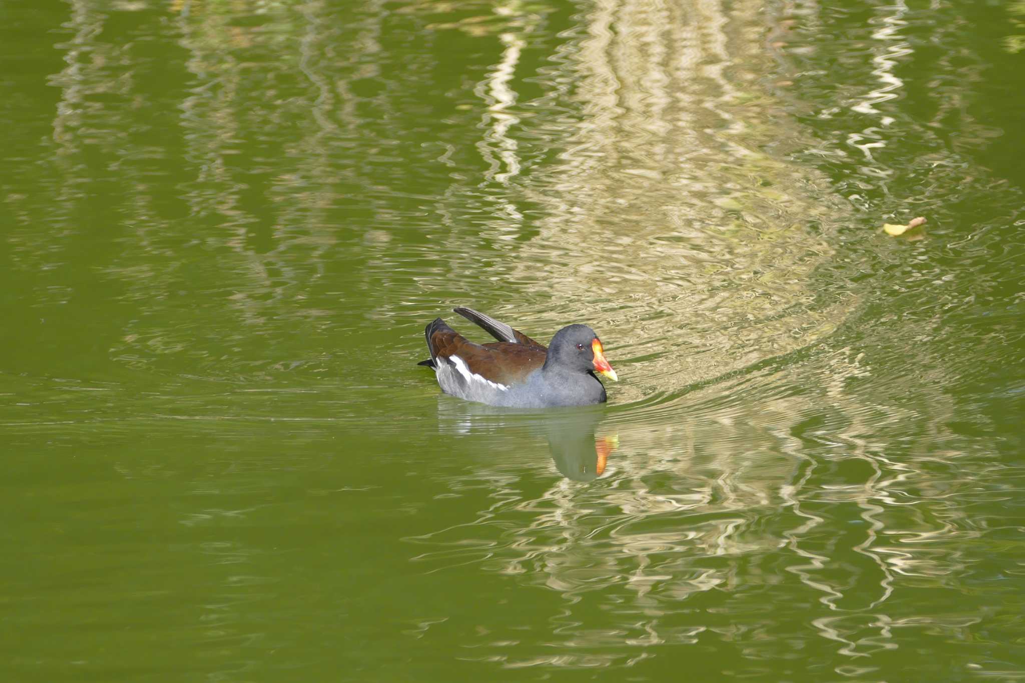 Photo of Common Moorhen at Ukima Park by アカウント5509