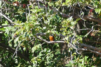 Common Kingfisher Ukima Park Sat, 11/14/2020