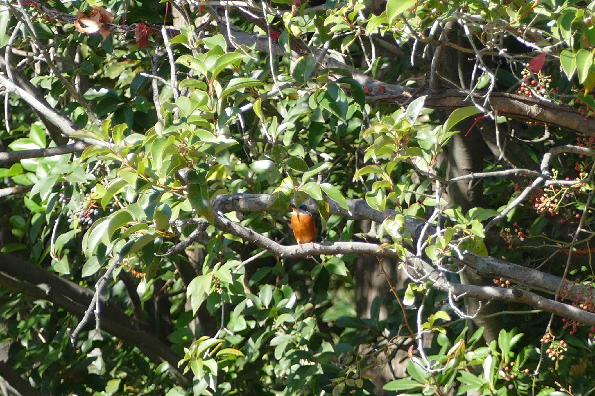 Photo of Common Kingfisher at Ukima Park by アカウント5509