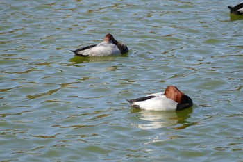 ホシハジロ 都立浮間公園 2020年11月14日(土)