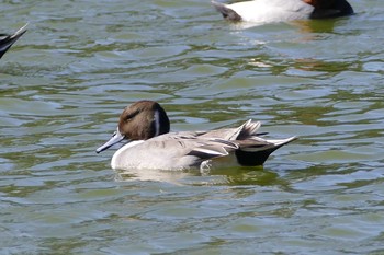 2020年11月14日(土) 都立浮間公園の野鳥観察記録