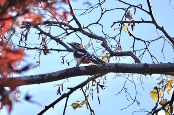 Great Spotted Woodpecker(japonicus) 豊平公園(札幌市) Fri, 10/30/2020