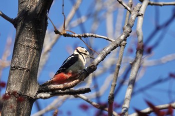 Great Spotted Woodpecker(japonicus) 豊平公園(札幌市) Fri, 10/30/2020