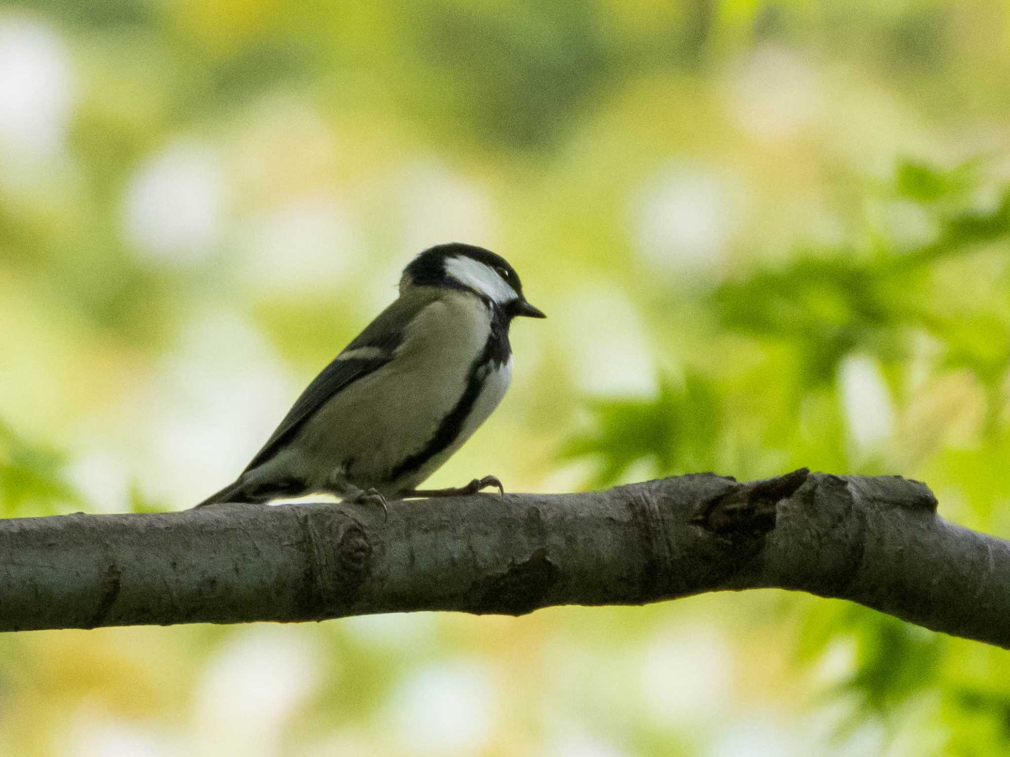 シジュウカラ