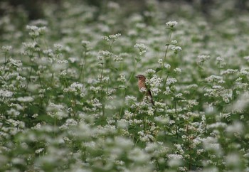 ノビタキ 埼玉県 2016年10月11日(火)