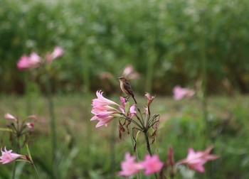 ノビタキ 埼玉県 2016年10月11日(火)