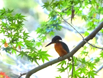 カワセミ 石神井公園 2020年11月21日(土)