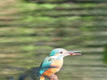 2020年11月21日(土) 石神井公園の野鳥観察記録