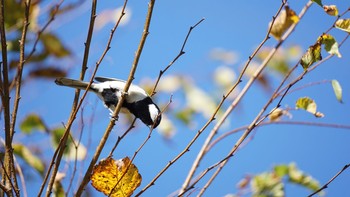 2020年11月21日(土) 芝川第一調節池(芝川貯水池)の野鳥観察記録