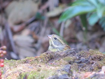 アオジ 上和田野鳥の森 2020年11月21日(土)