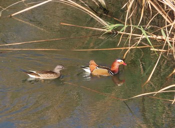 Mandarin Duck 奈良山公園 Sat, 11/21/2020