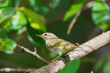 Arctic Warbler Singapore Botanic Gardens Sat, 11/21/2020