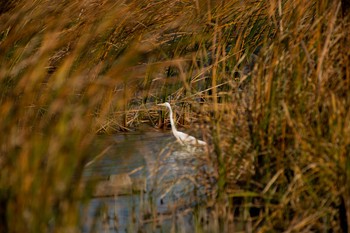 2020年11月21日(土) 手賀沼の野鳥観察記録