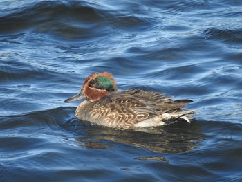 Sat, 11/21/2020 Birding report at 多摩川二ヶ領宿河原堰