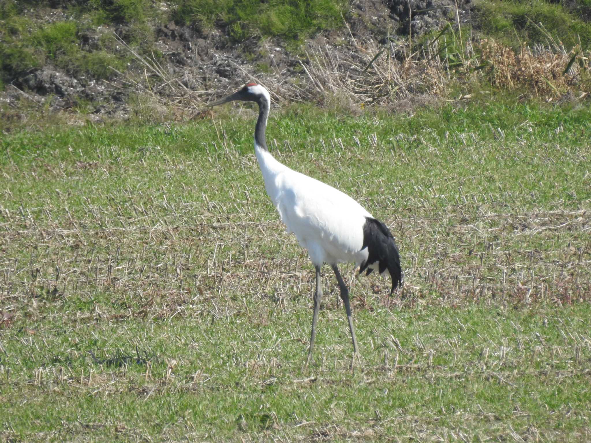 親鳥だけでパチリ