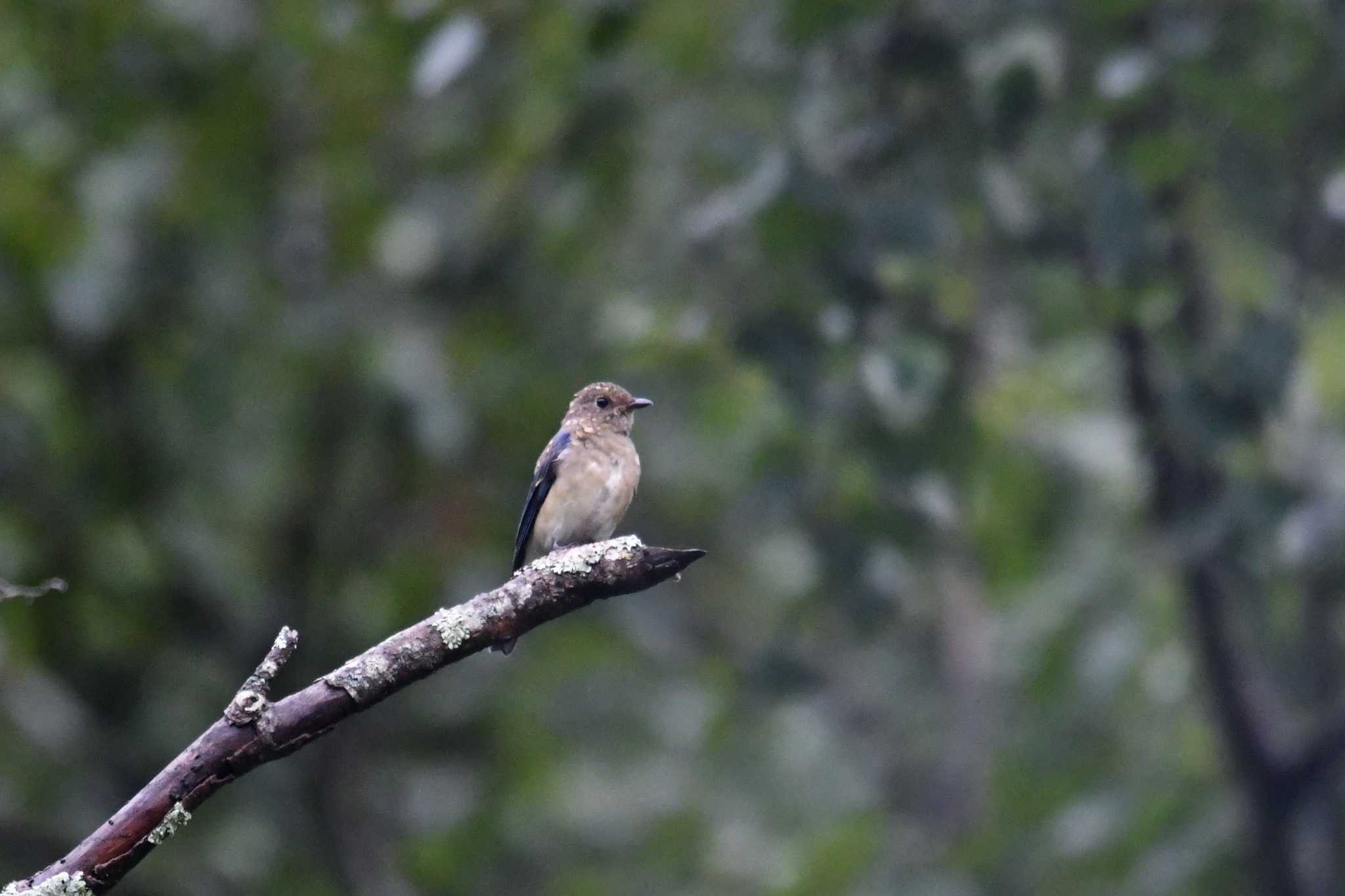 Blue-and-white Flycatcher