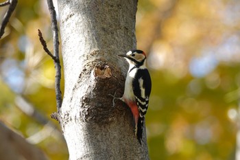 Great Spotted Woodpecker(japonicus) 豊平公園(札幌市) Fri, 10/30/2020