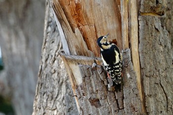Great Spotted Woodpecker(japonicus) 豊平公園(札幌市) Fri, 10/30/2020