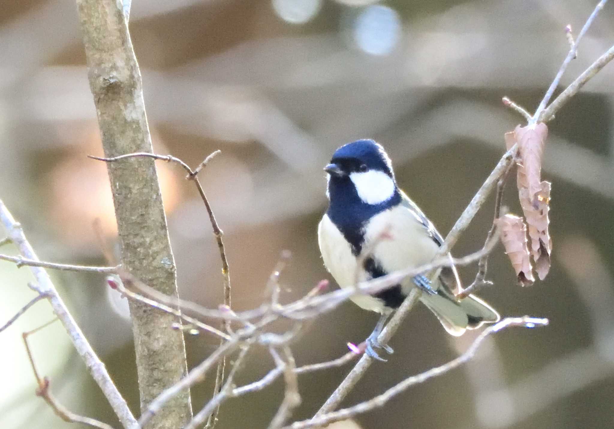 シジュウカラ