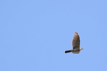 Japanese Sparrowhawk Shirakaba-touge Mon, 10/10/2016