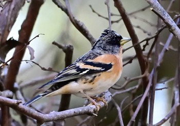 2020年11月21日(土) 精進口登山道の野鳥観察記録