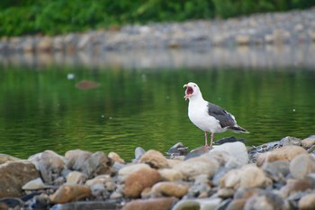 Common Gull 北海道広尾町 Thu, 8/16/2012