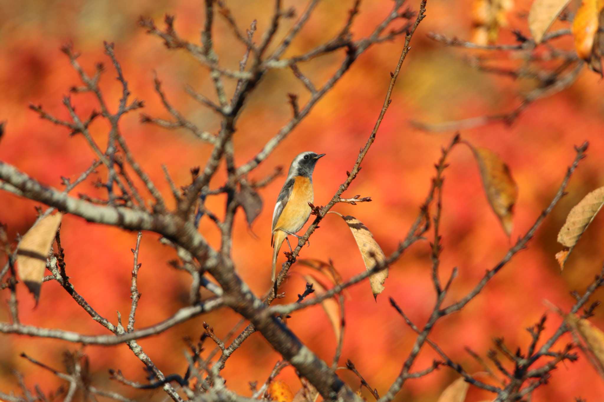 Daurian Redstart