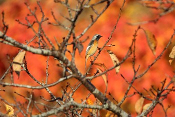 Daurian Redstart Koyama Dam Sat, 11/21/2020