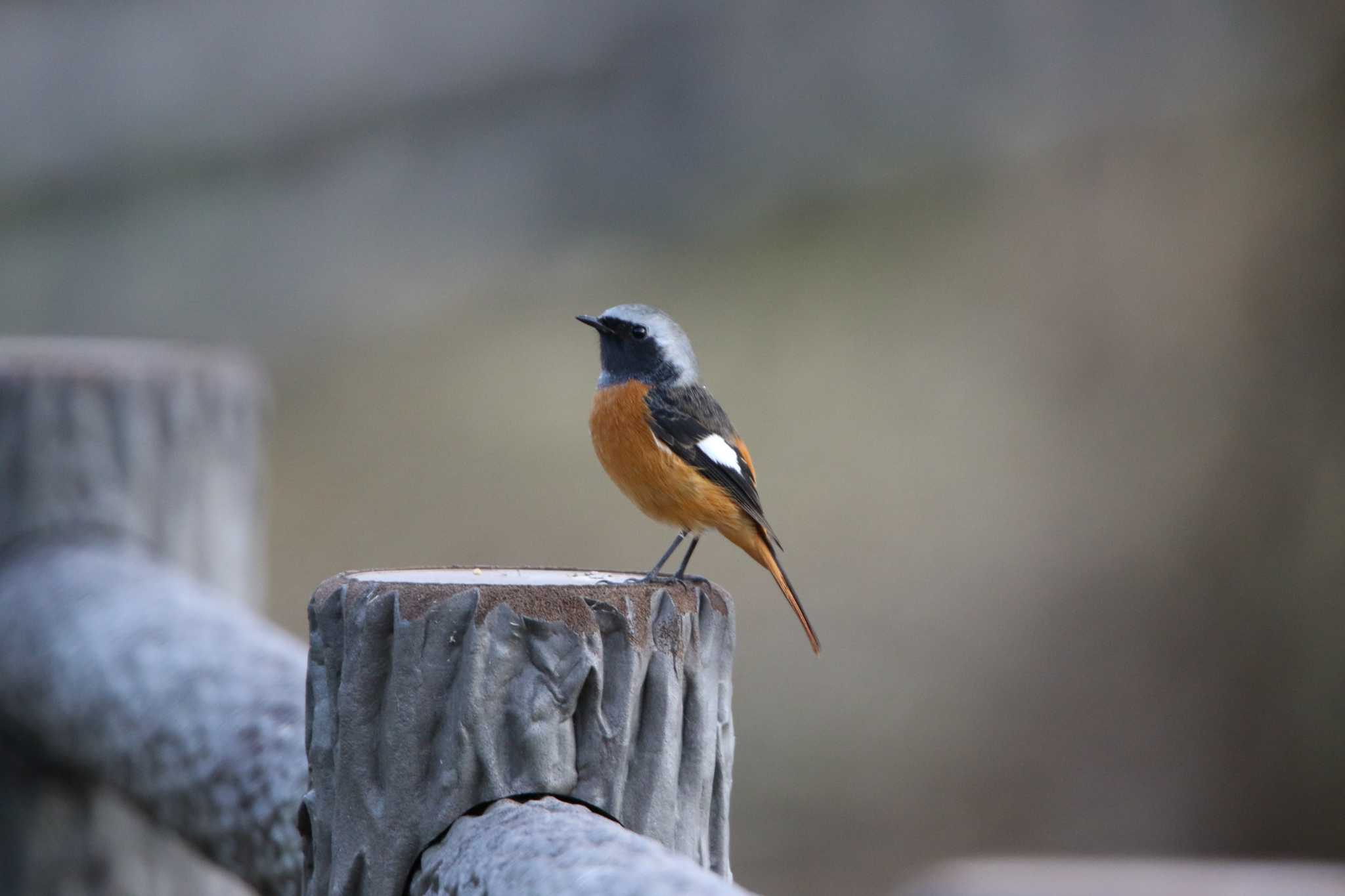 Daurian Redstart