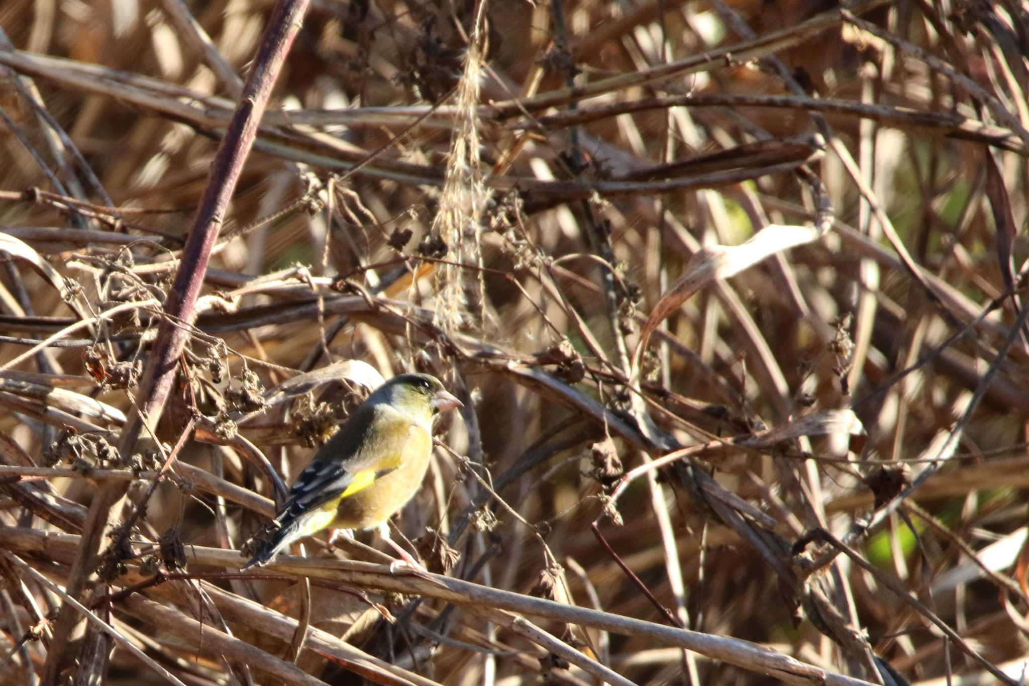 Eurasian Siskin