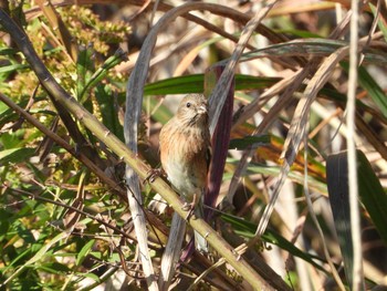 Sat, 11/21/2020 Birding report at 兵庫県姫路市