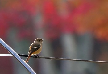 Daurian Redstart 西湖 Sun, 11/15/2020