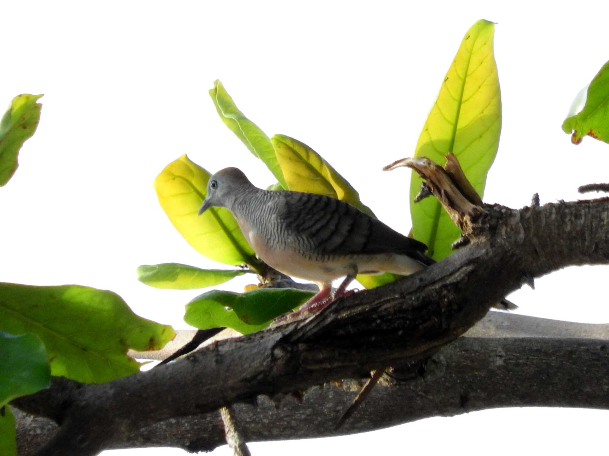 Zebra Dove