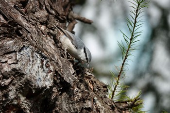 Eurasian Nuthatch(asiatica) 豊平公園(札幌市) Fri, 10/30/2020