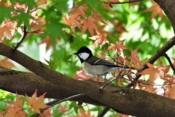 シジュウカラ 呉羽山 2020年11月21日(土)