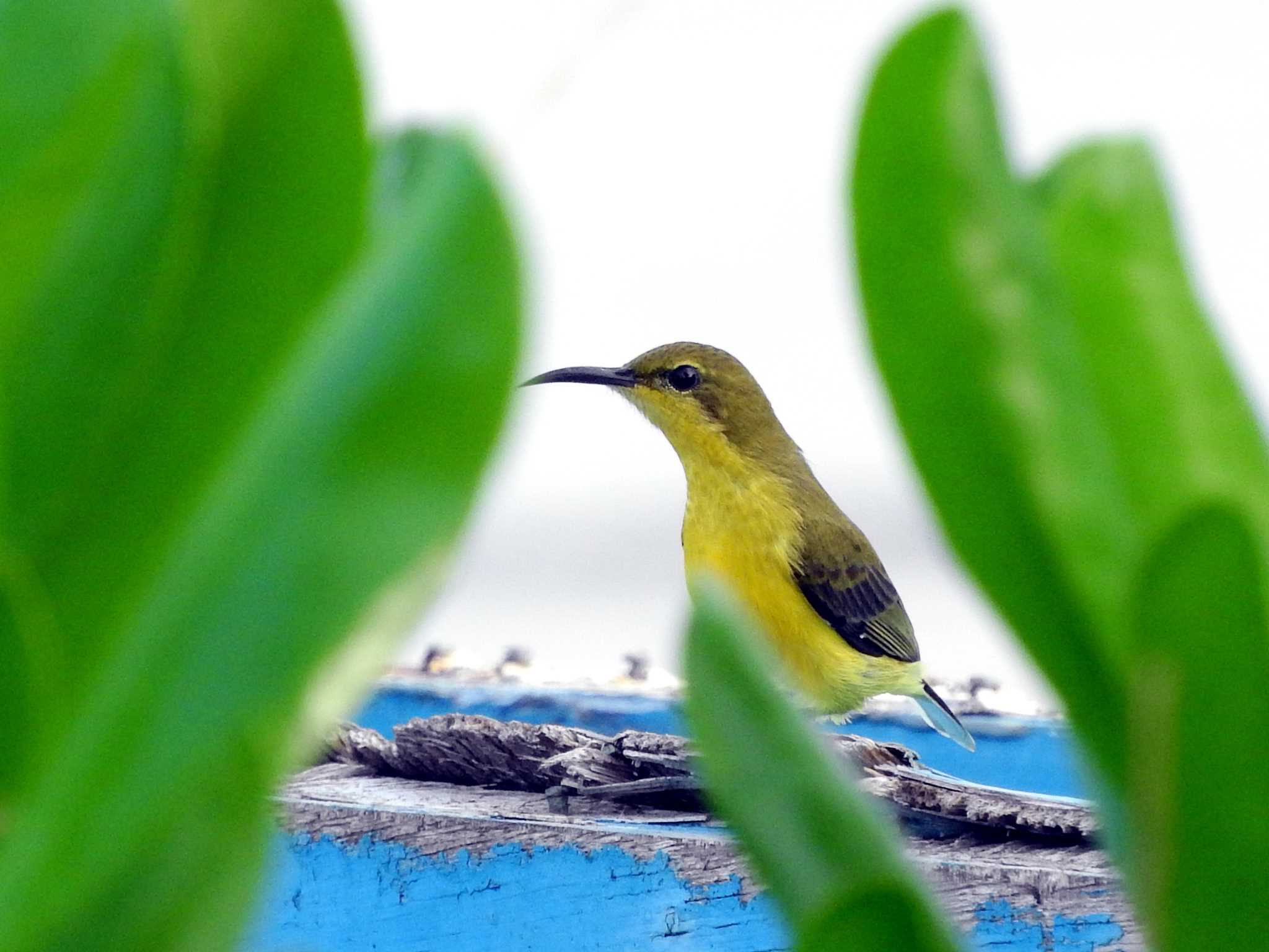 キバラタイヨウチョウ