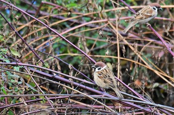 Eurasian Tree Sparrow 呉羽山 Sat, 11/21/2020