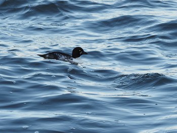 2020年11月21日(土) 千葉県新浦安の野鳥観察記録