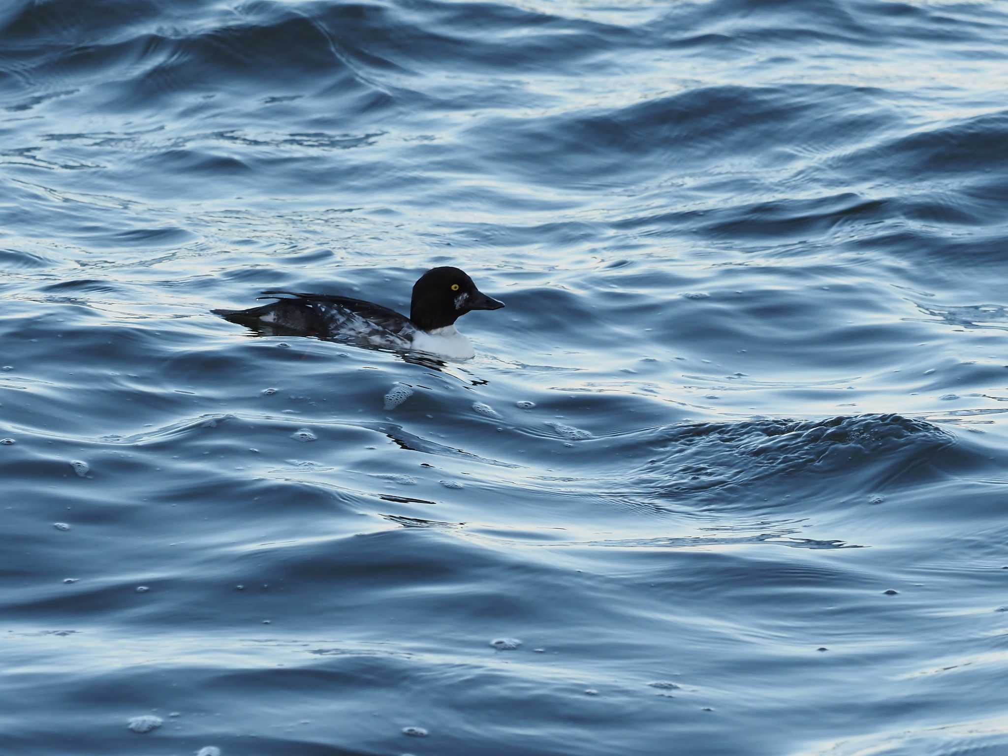 千葉県新浦安 ホオジロガモの写真 by シロチ