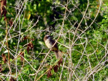 Yellow-vented Bulbul モアルボアル Sat, 10/8/2016