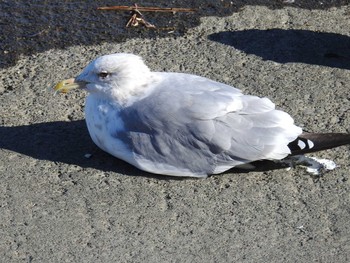 Vega Gull 日の出三番瀬沿い緑道 Sat, 11/21/2020