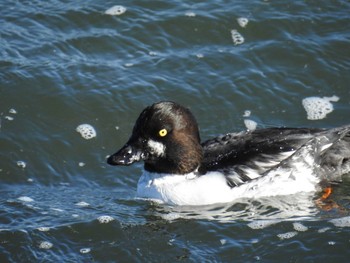 Common Goldeneye 日の出三番瀬沿い緑道 Sat, 11/21/2020