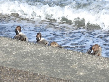 Northern Pintail 日の出三番瀬沿い緑道 Sat, 11/21/2020